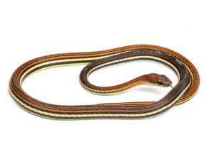 Dendrelaphis caudolineatus